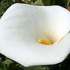 Zantedeschia odorata