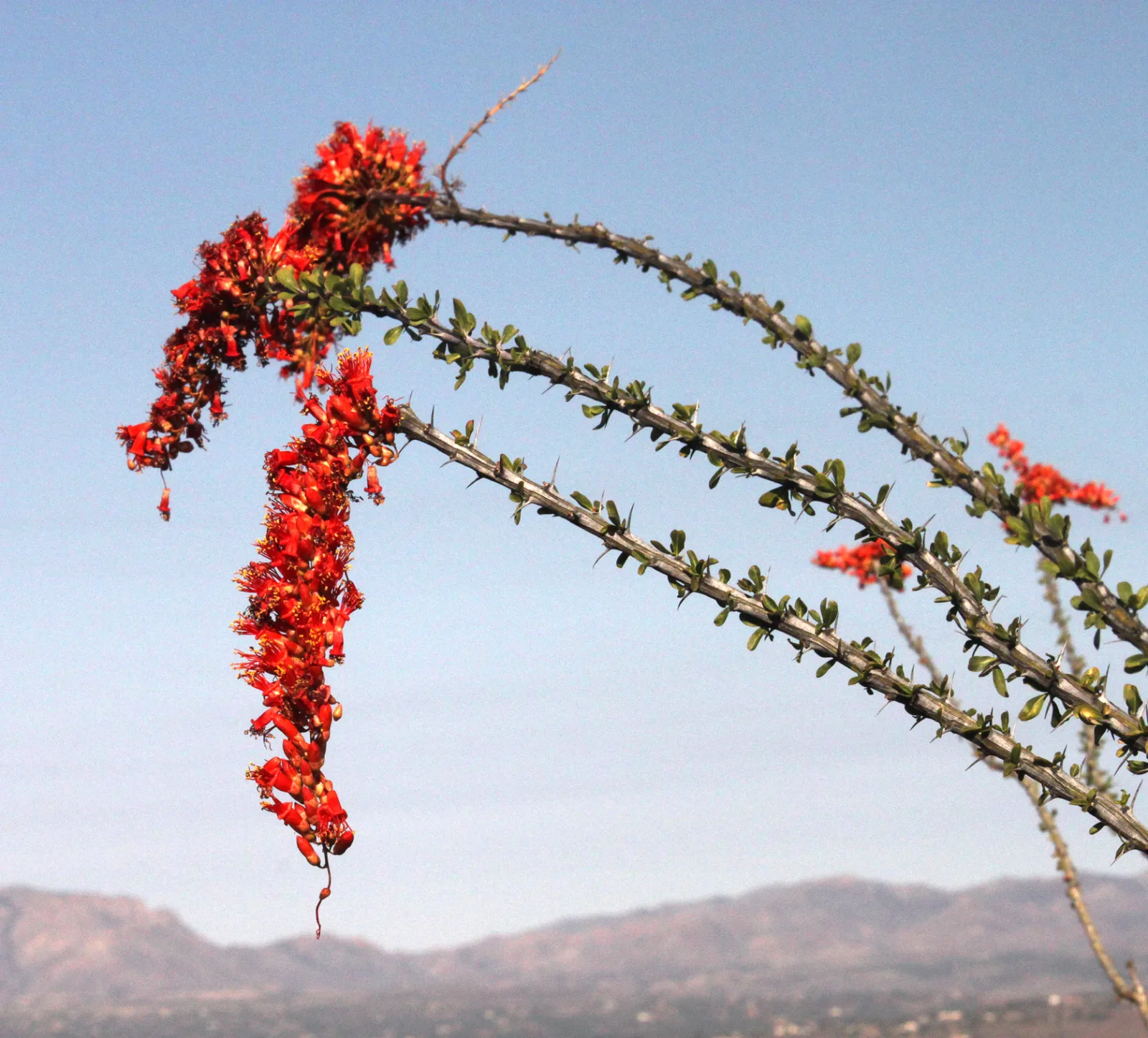 Fouquieria splendens