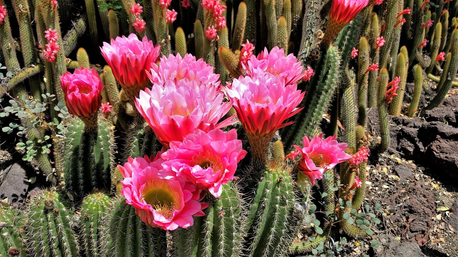 Echinopsis kermesina