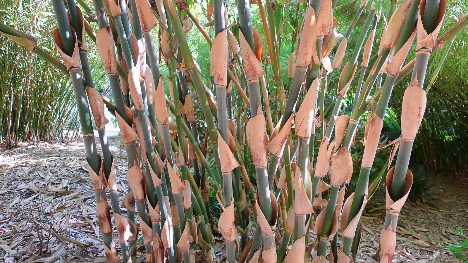 Gigantochloa apus