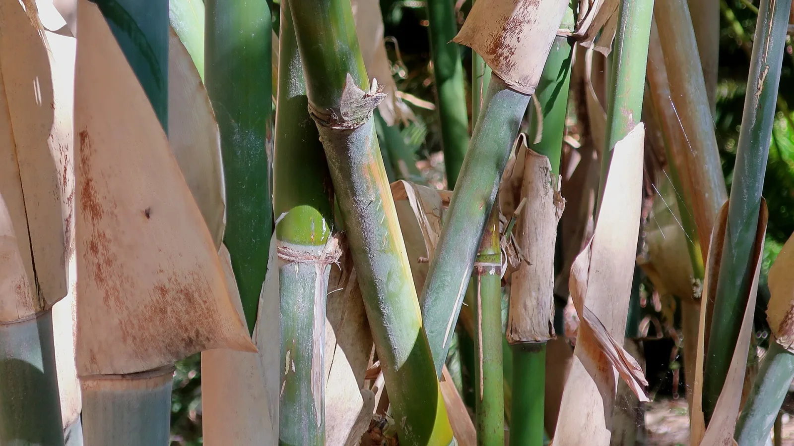 Gigantochloa apus