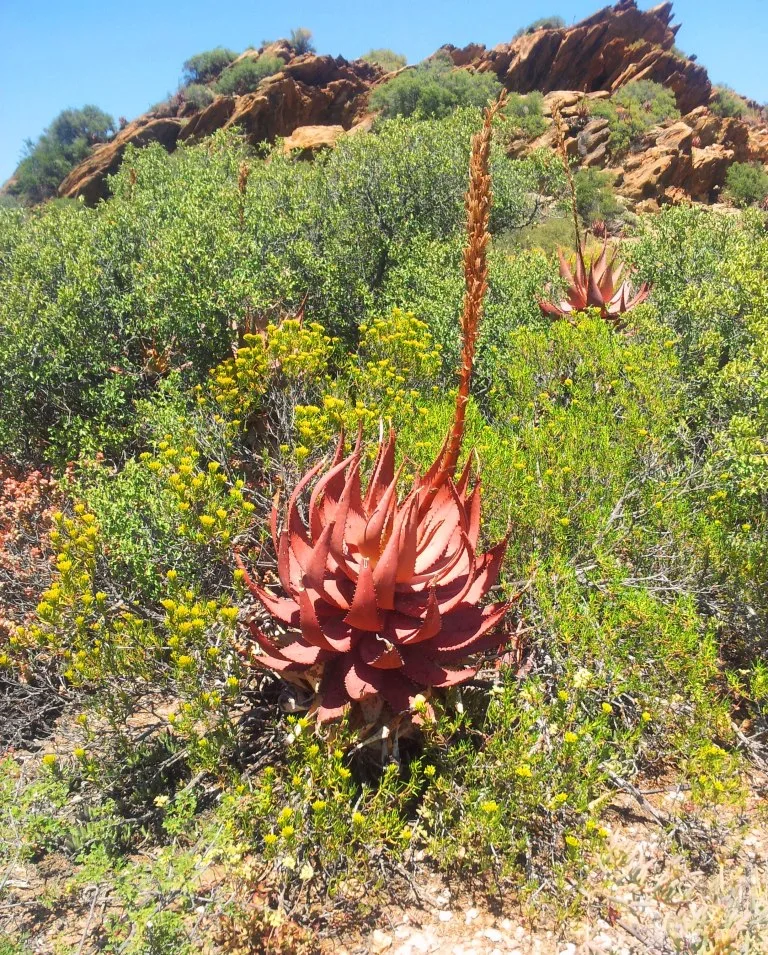 Aloe microstigma