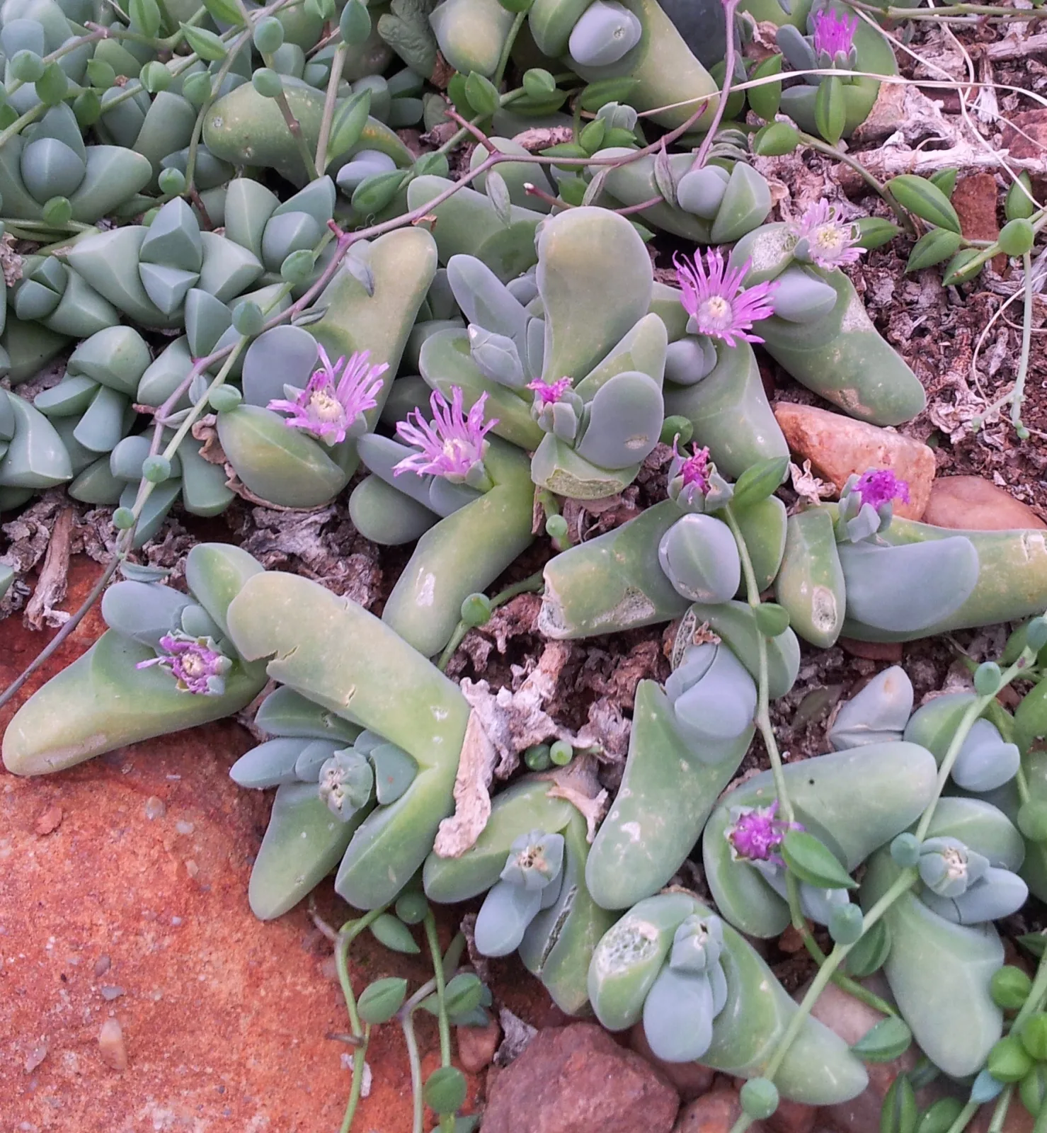 Gibbaeum shandii