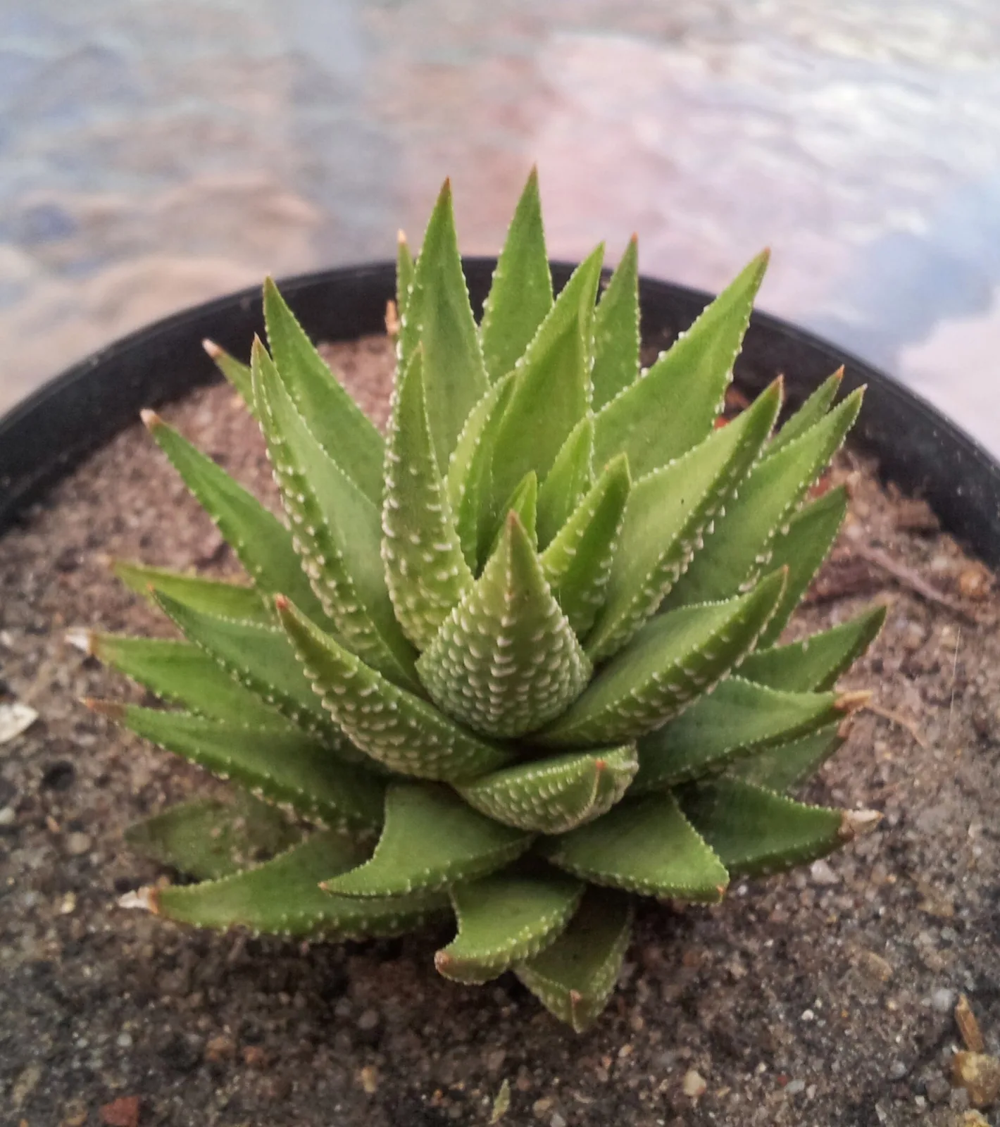 Haworthia fasciata