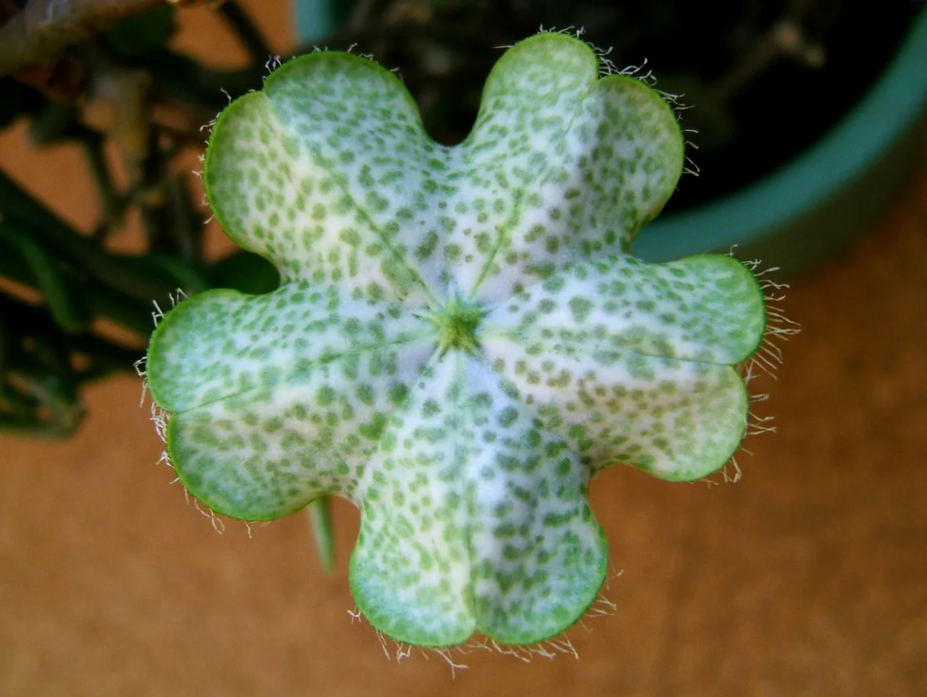 Ceropegia sandersonii