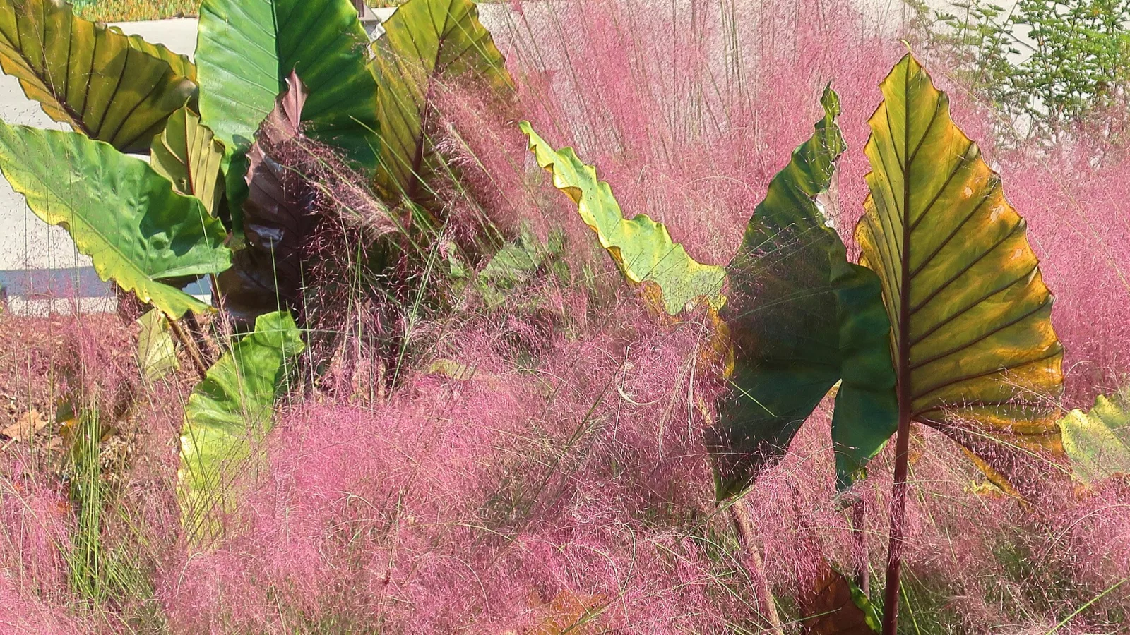 Muhlenbergia capillaris Pink Muhly Grass