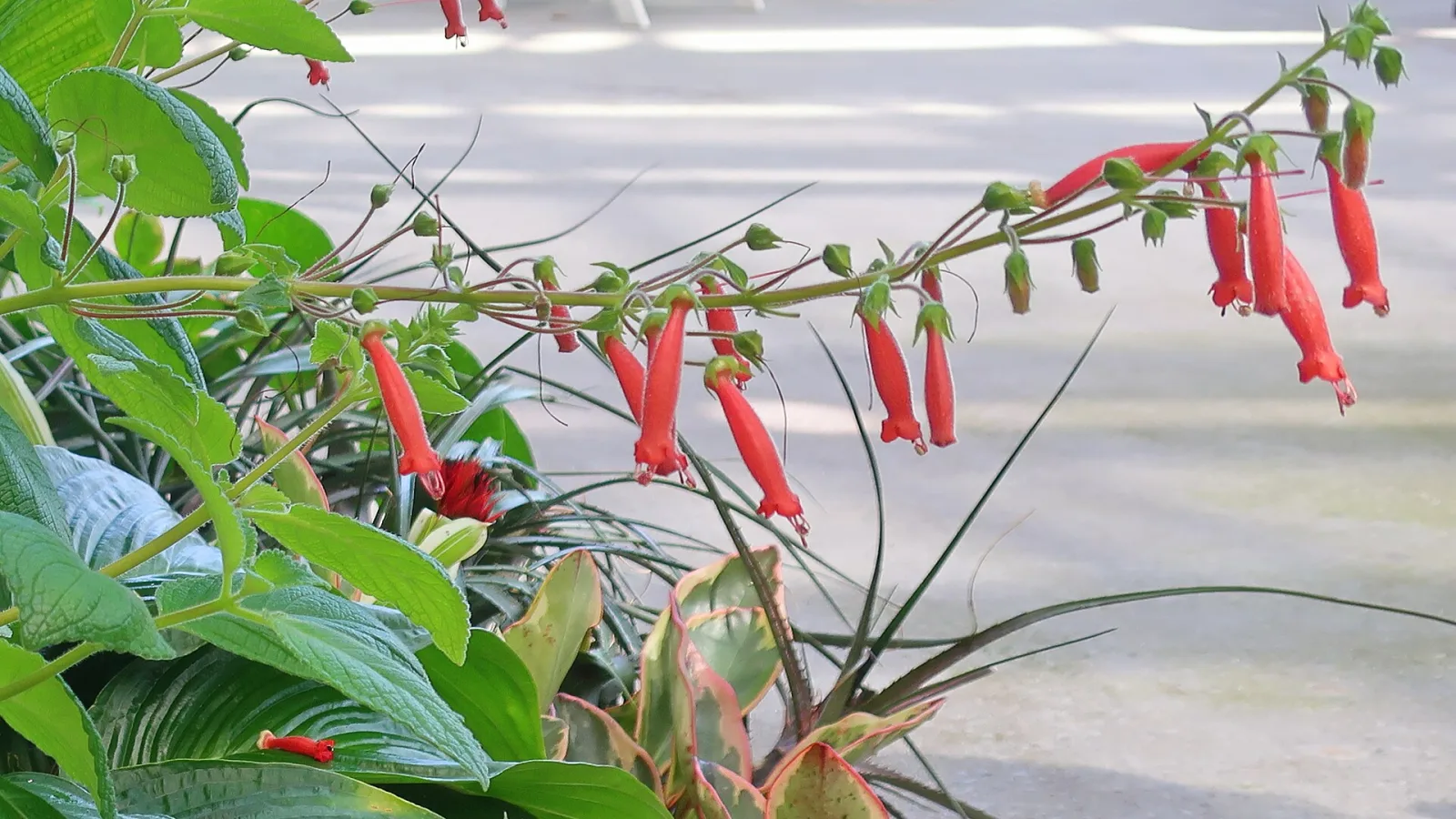 Sinningia sellovii