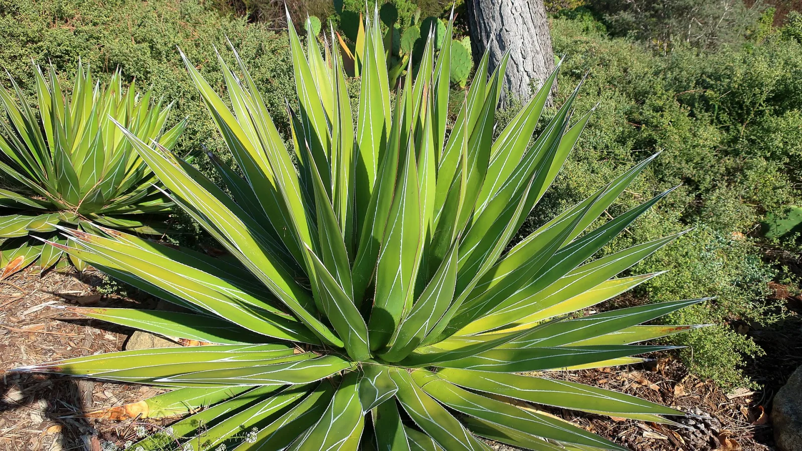 Agave impressa