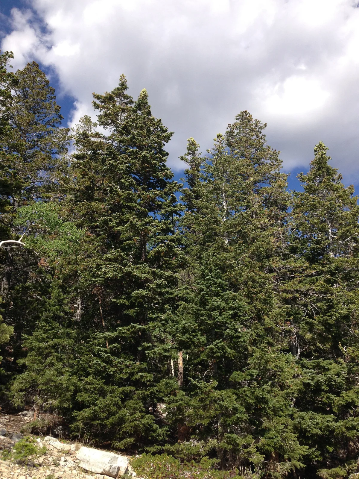 Abies concolor glauca