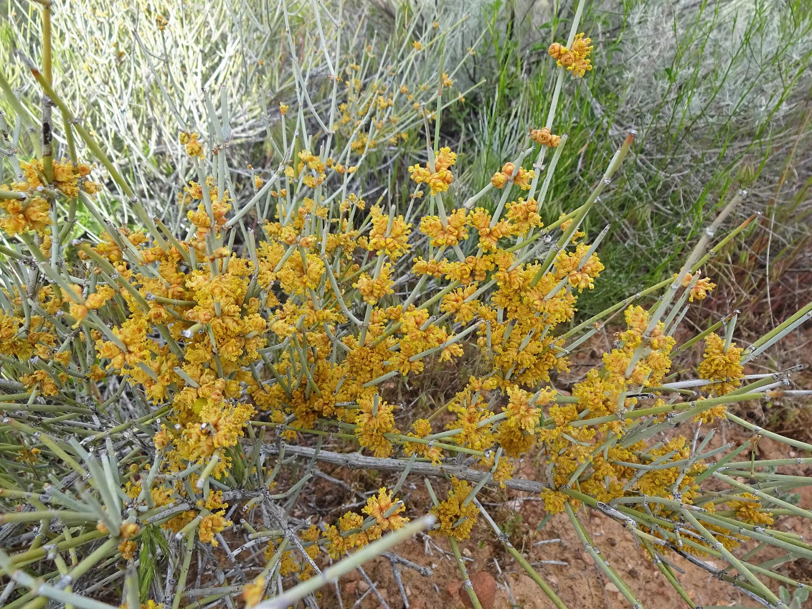 Ephedra nevadensis