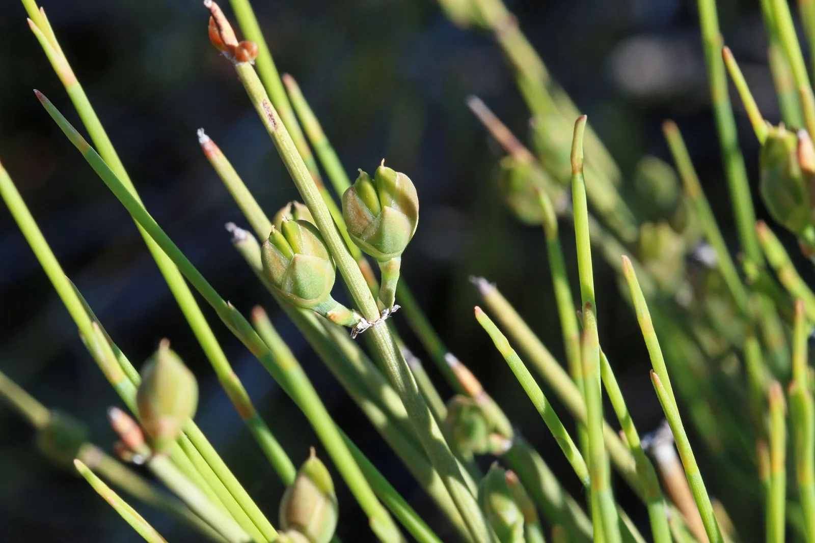 Ephedra nevadensis