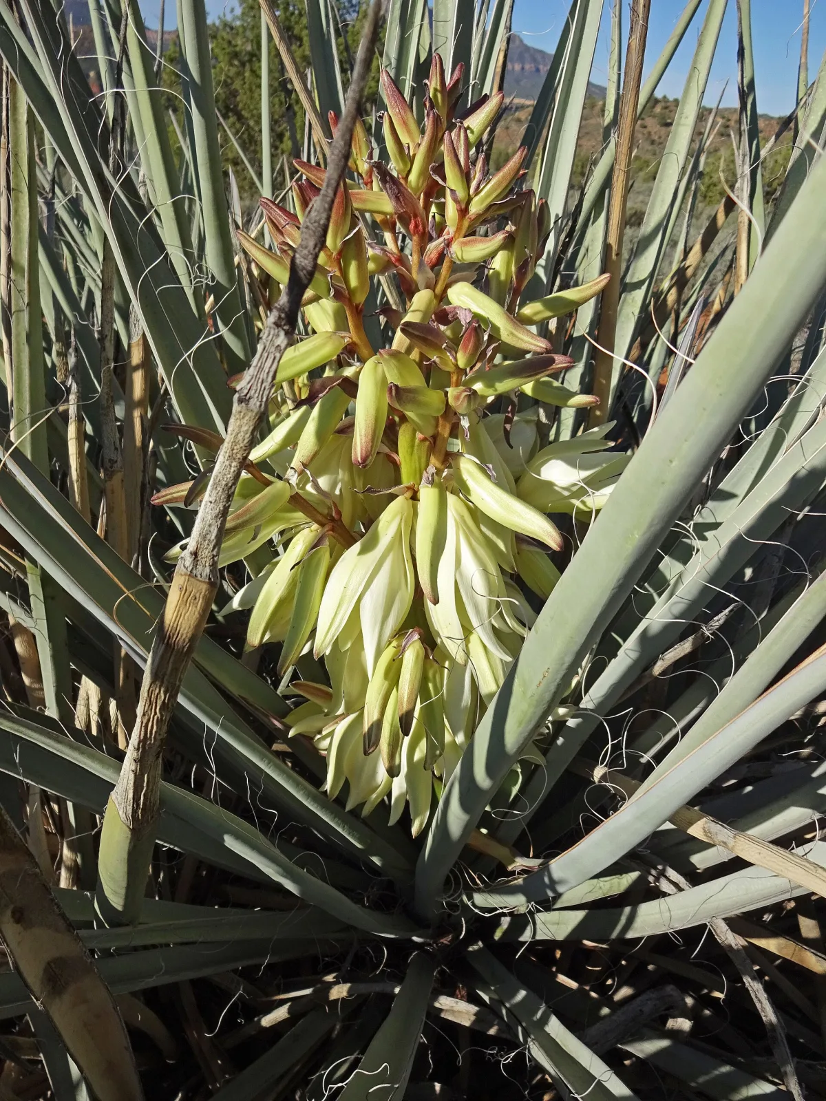 Yucca baccata var. baccata