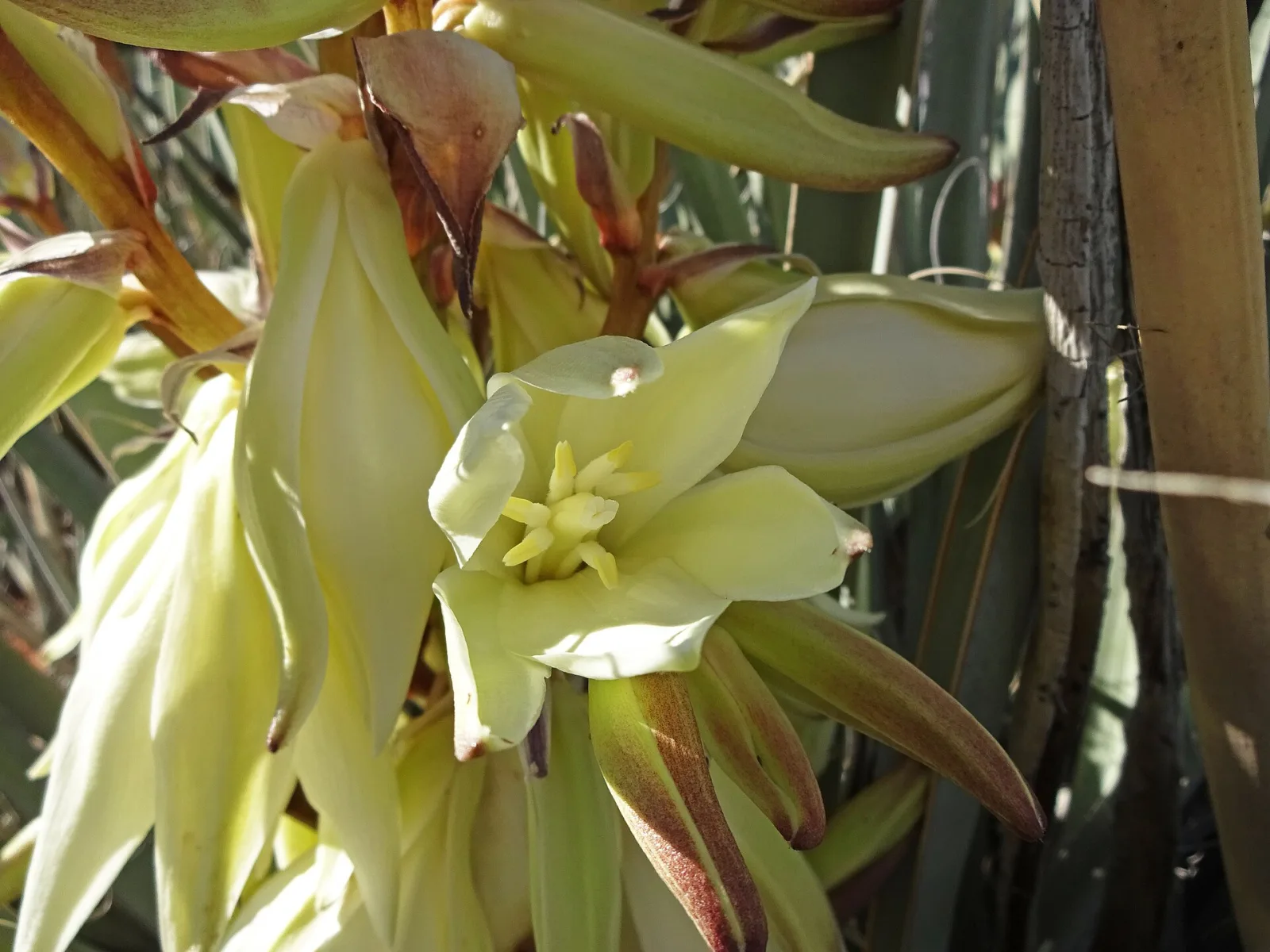Yucca baccata var. baccata