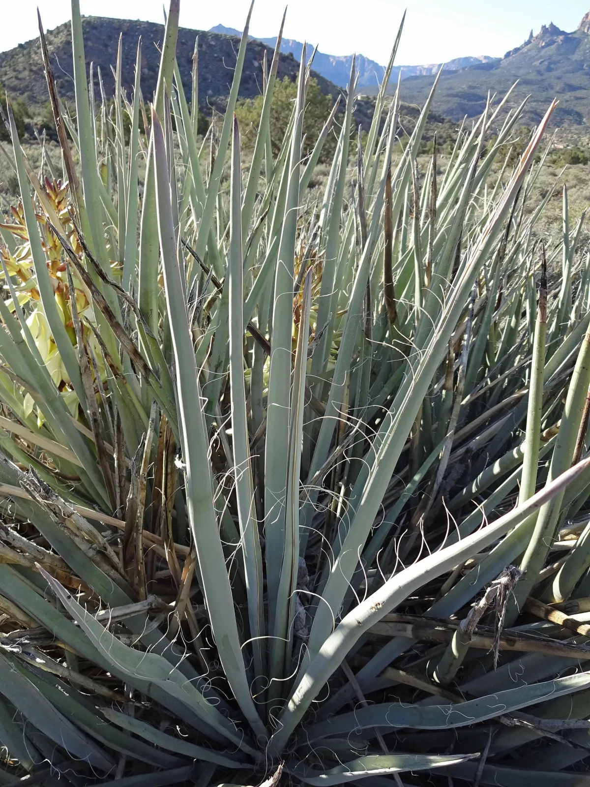 Yucca baccata var. baccata