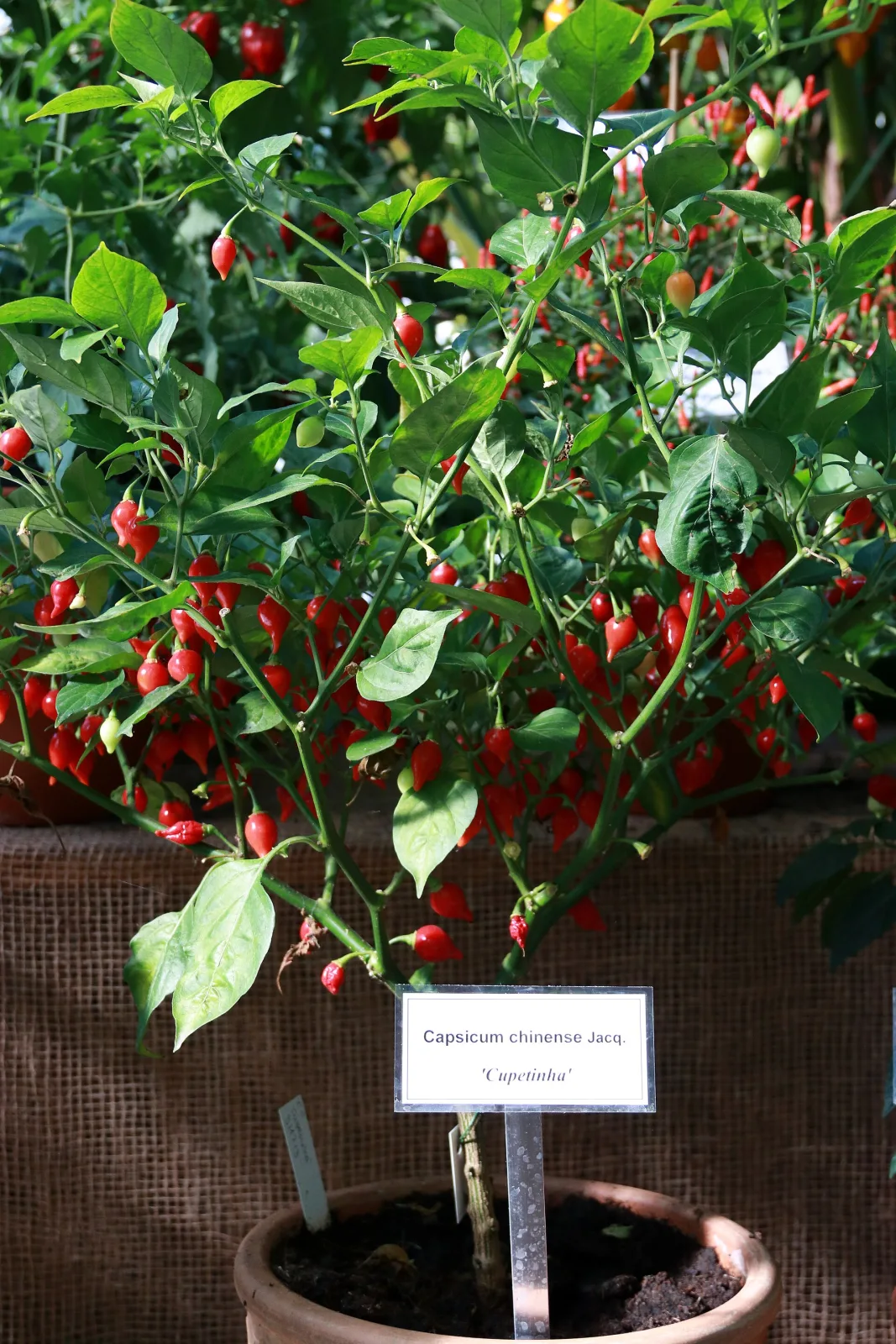 Red Savina Habanero Chili
