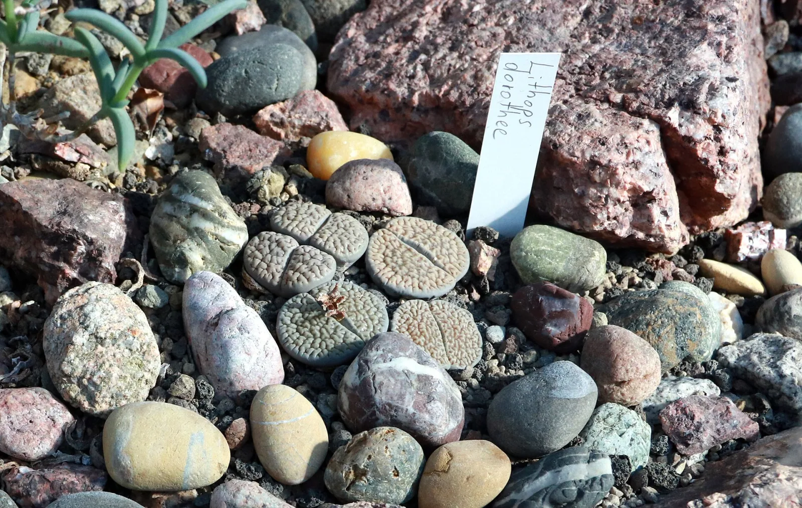 Lithops dorotheae