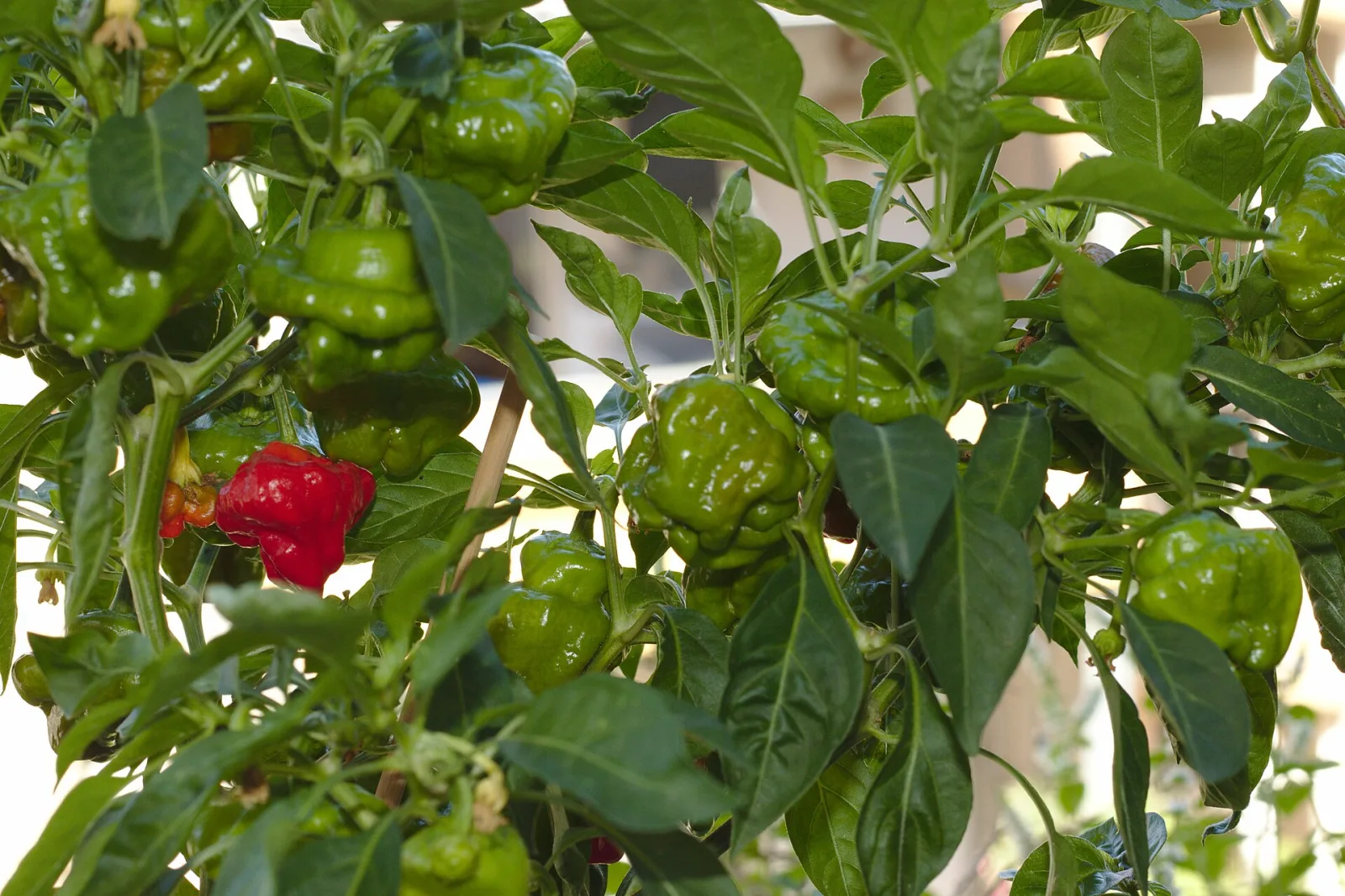 Chili Scotch Bonnet