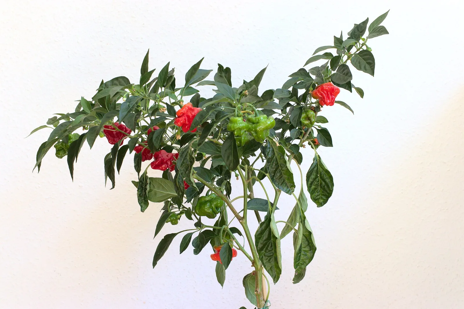 Chili Scotch Bonnet