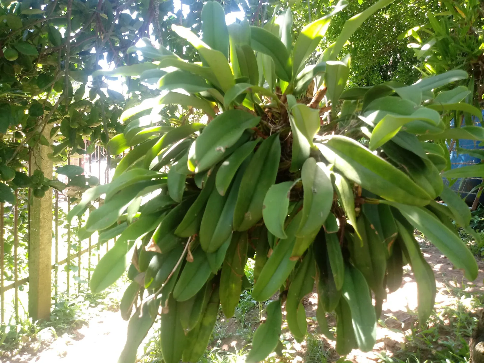Bulbophyllum rothschildianum