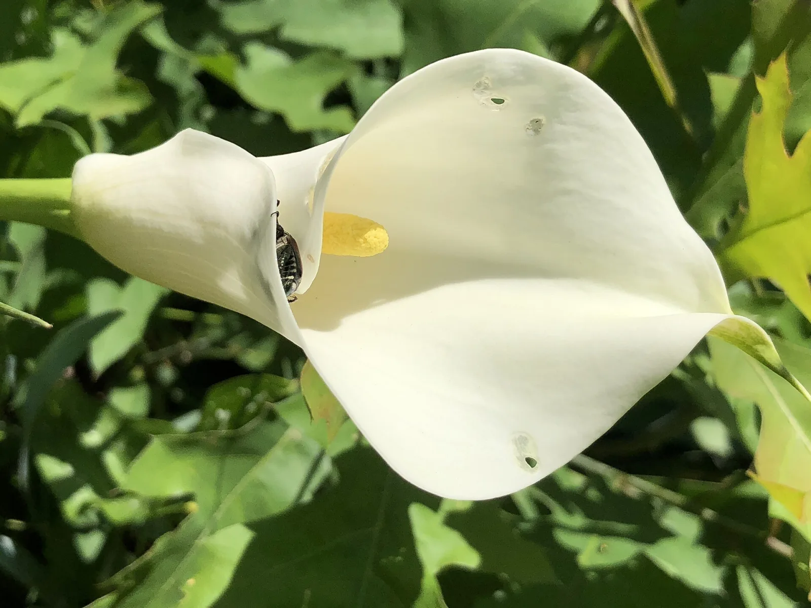 Zantedeschia albomaculata