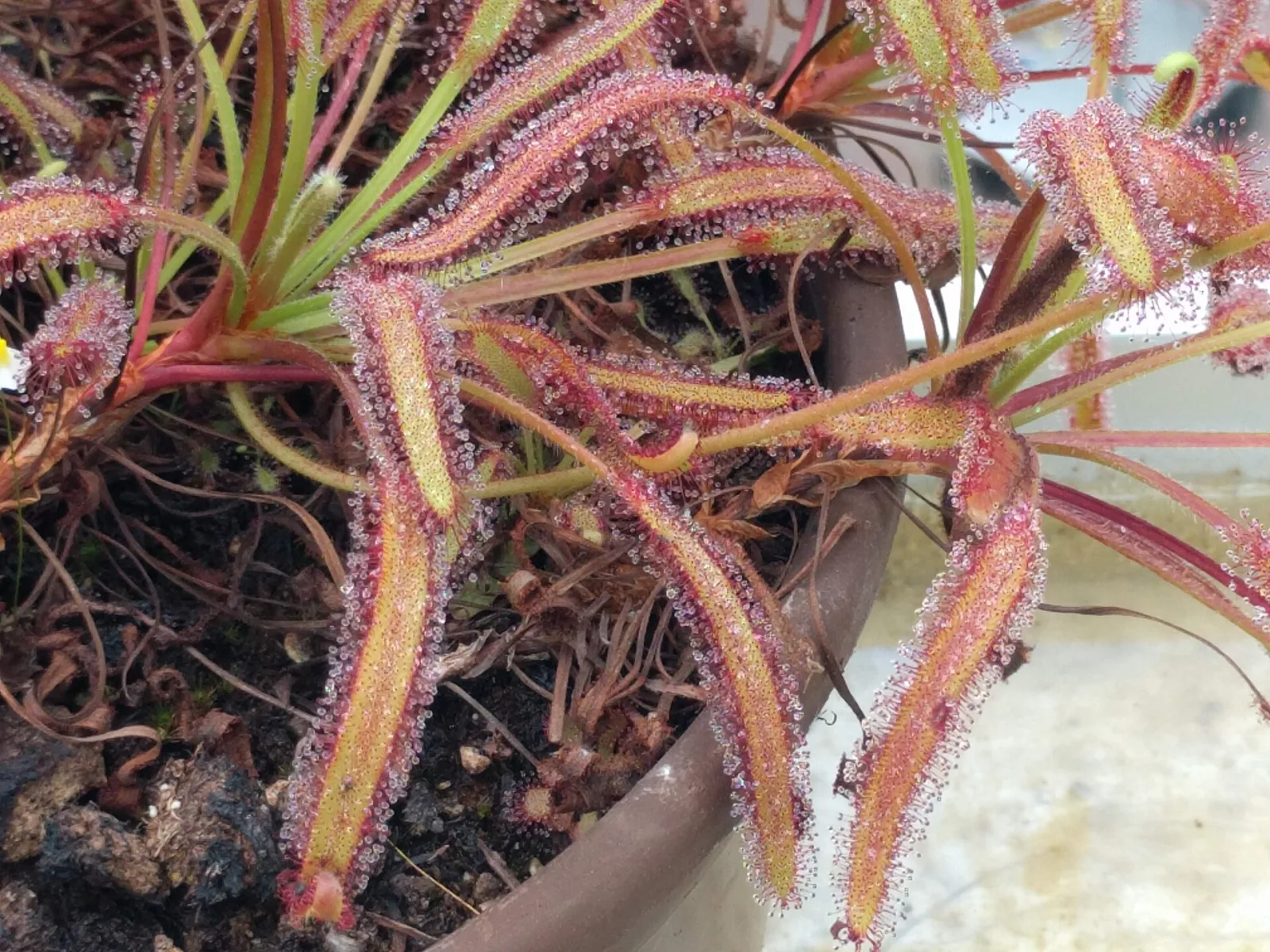 Drosera capensis