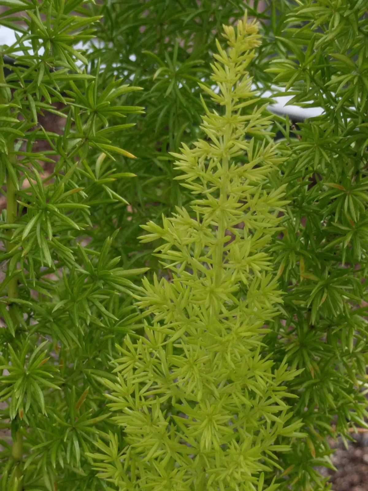 Asparagus densiflorus Cwebe