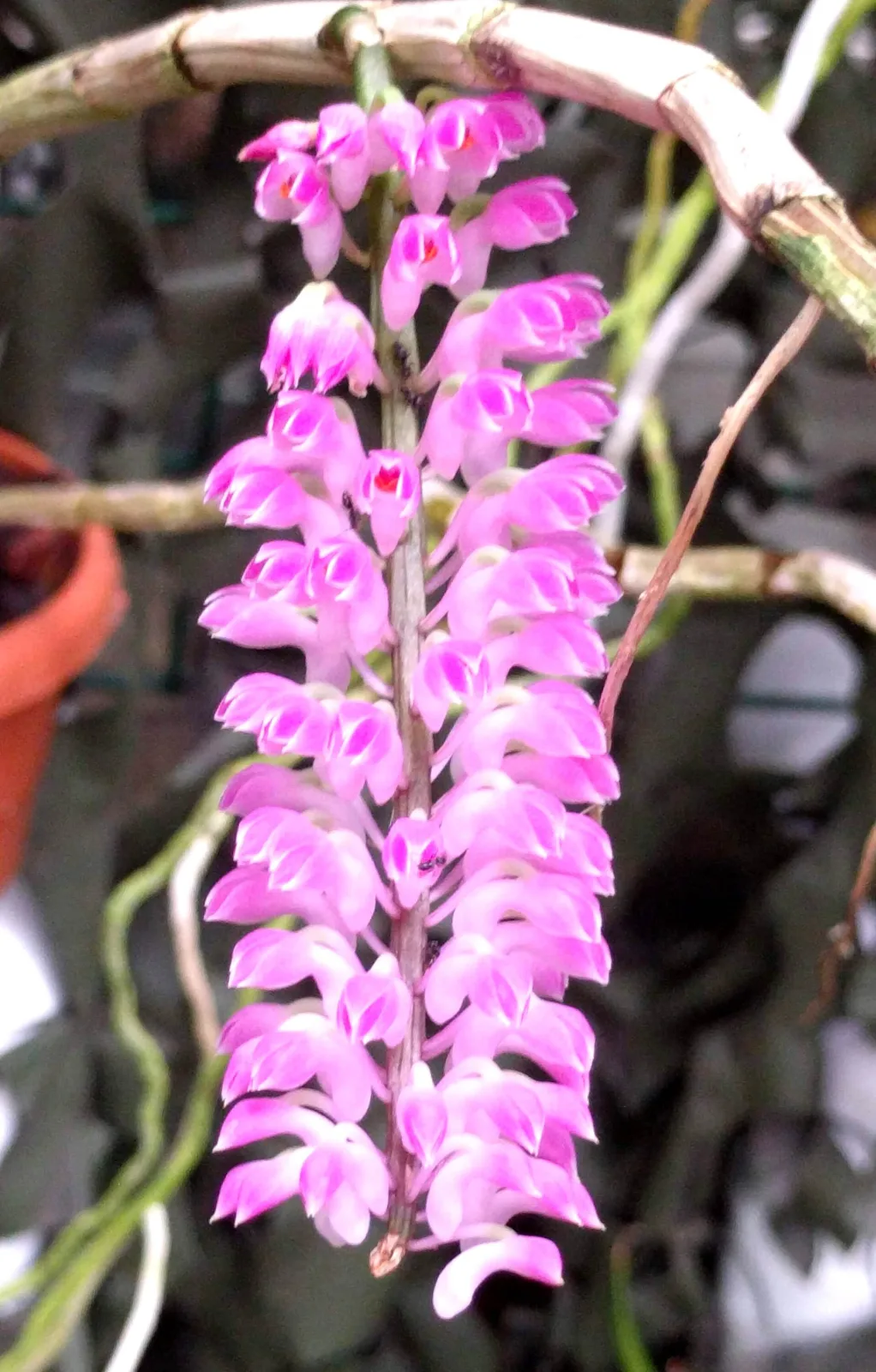 Dendrobium secundum