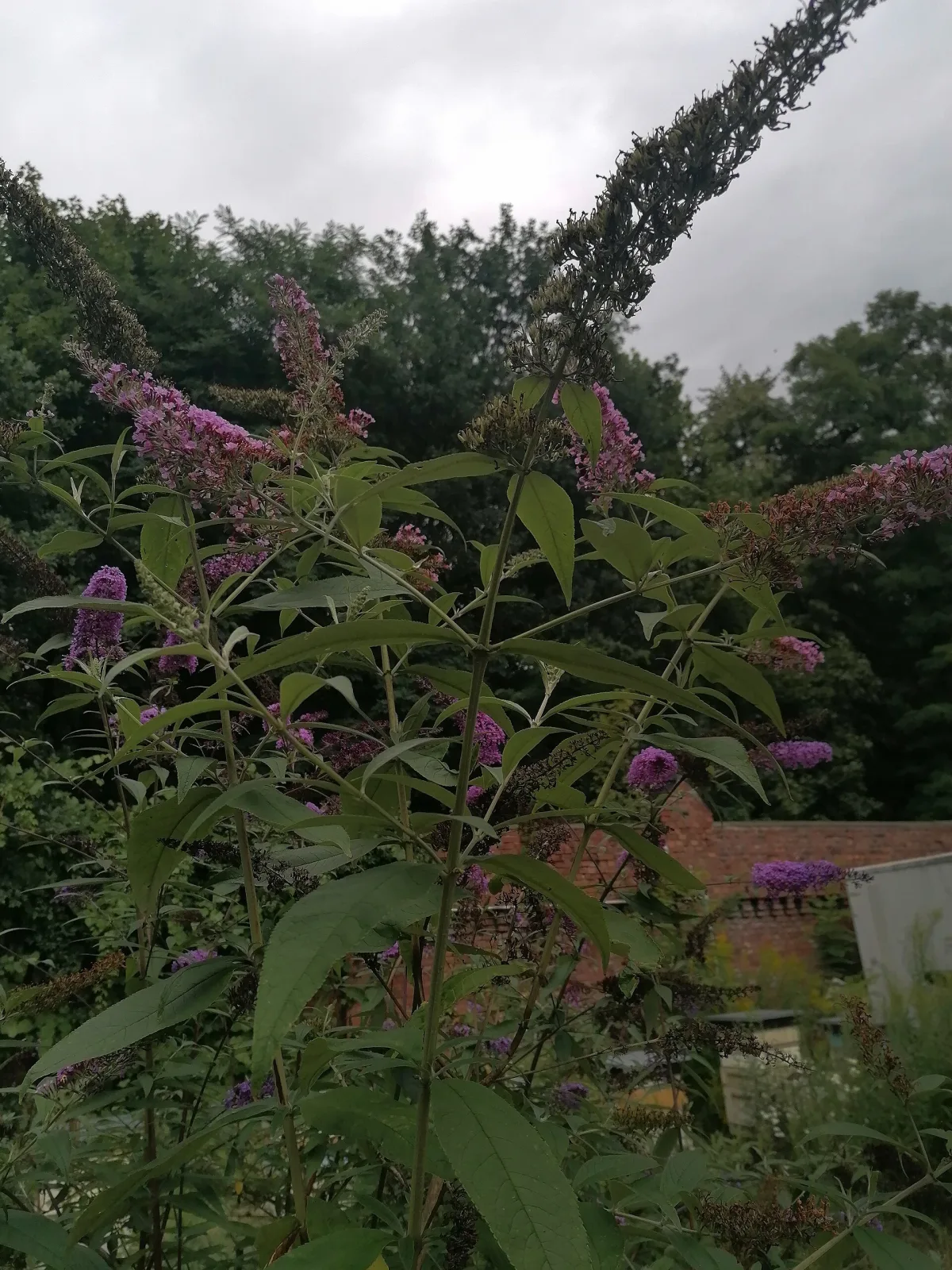 Buddleja davidii