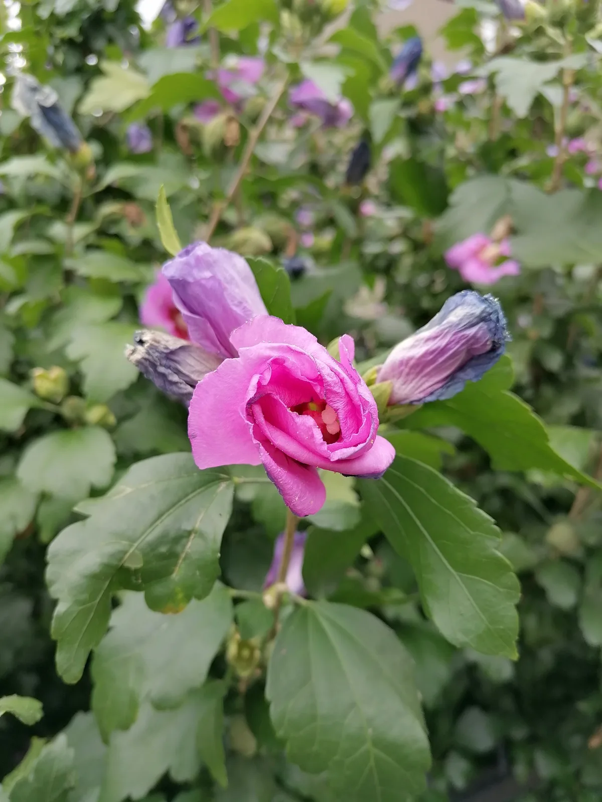 Hibiscus syriacus