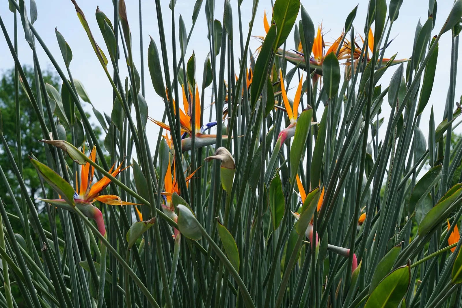 Strelitzia juncea