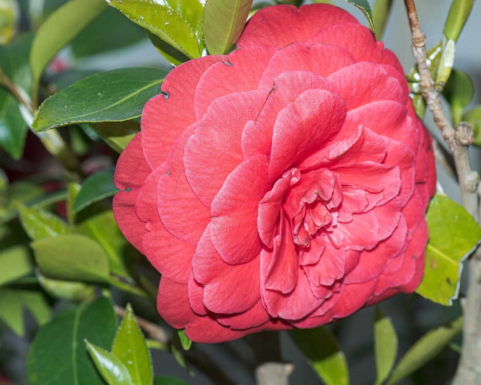 Camellia japonica