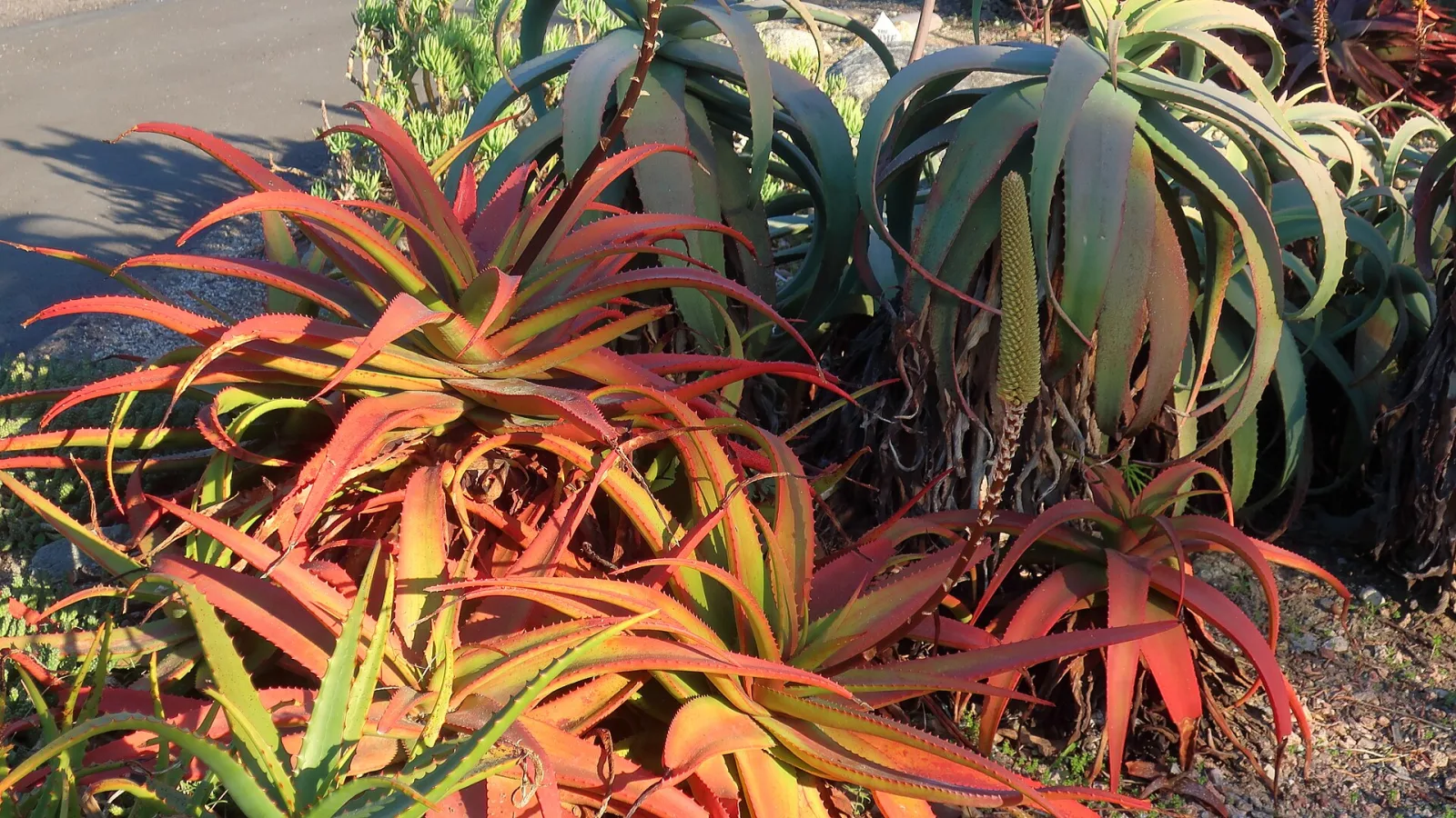 Aloe cryptopoda