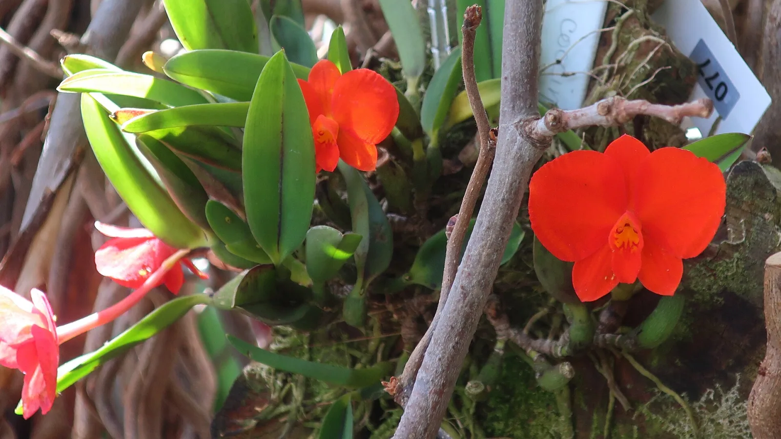 Sophronitis coccinea