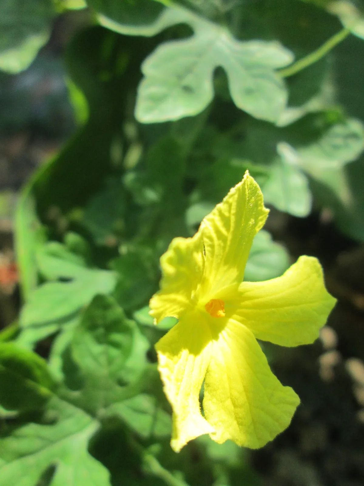Momordica balsamina