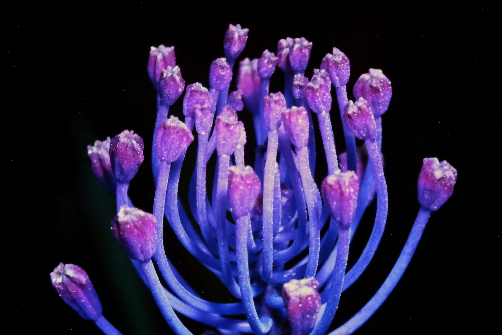 Muscari comosum