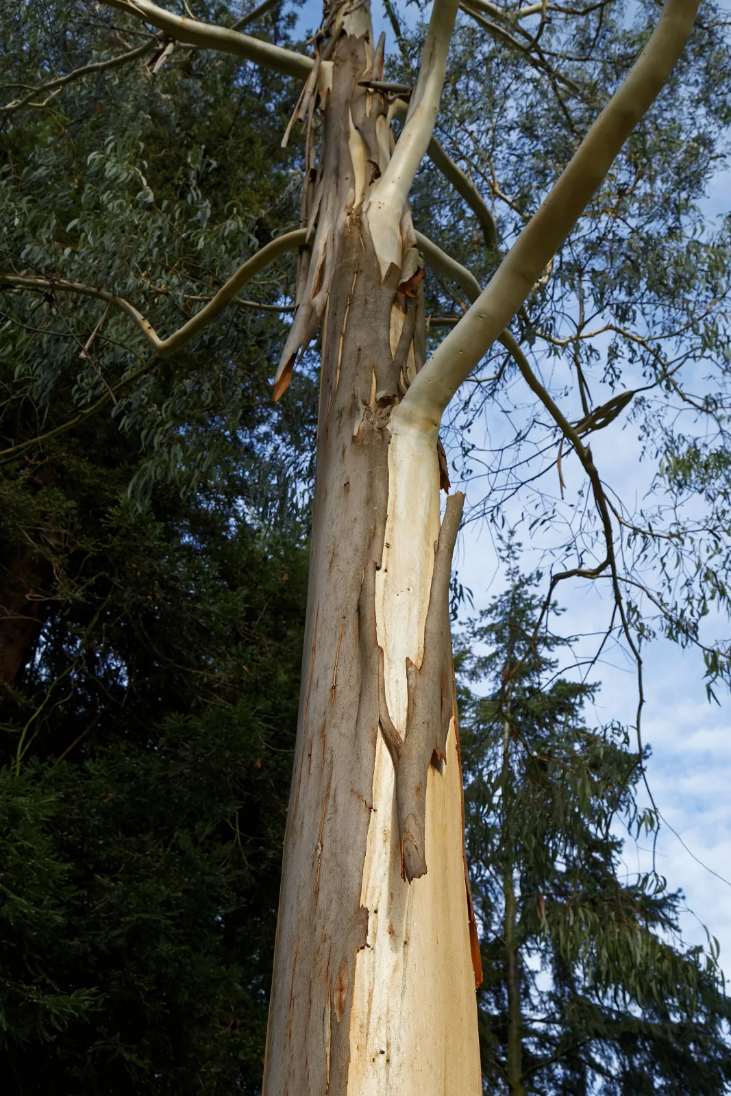Eucalyptus pauciflora subsp. niphophila