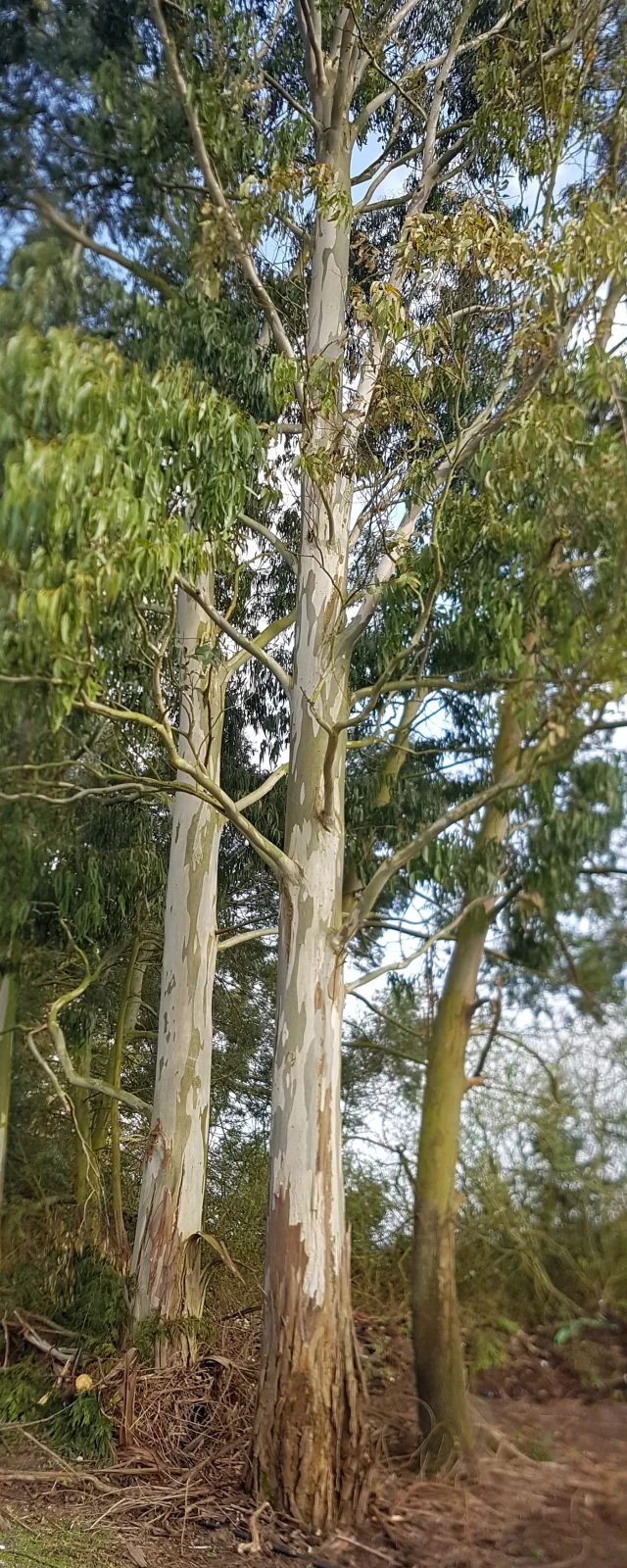 Eucalyptus pauciflora subsp. niphophila