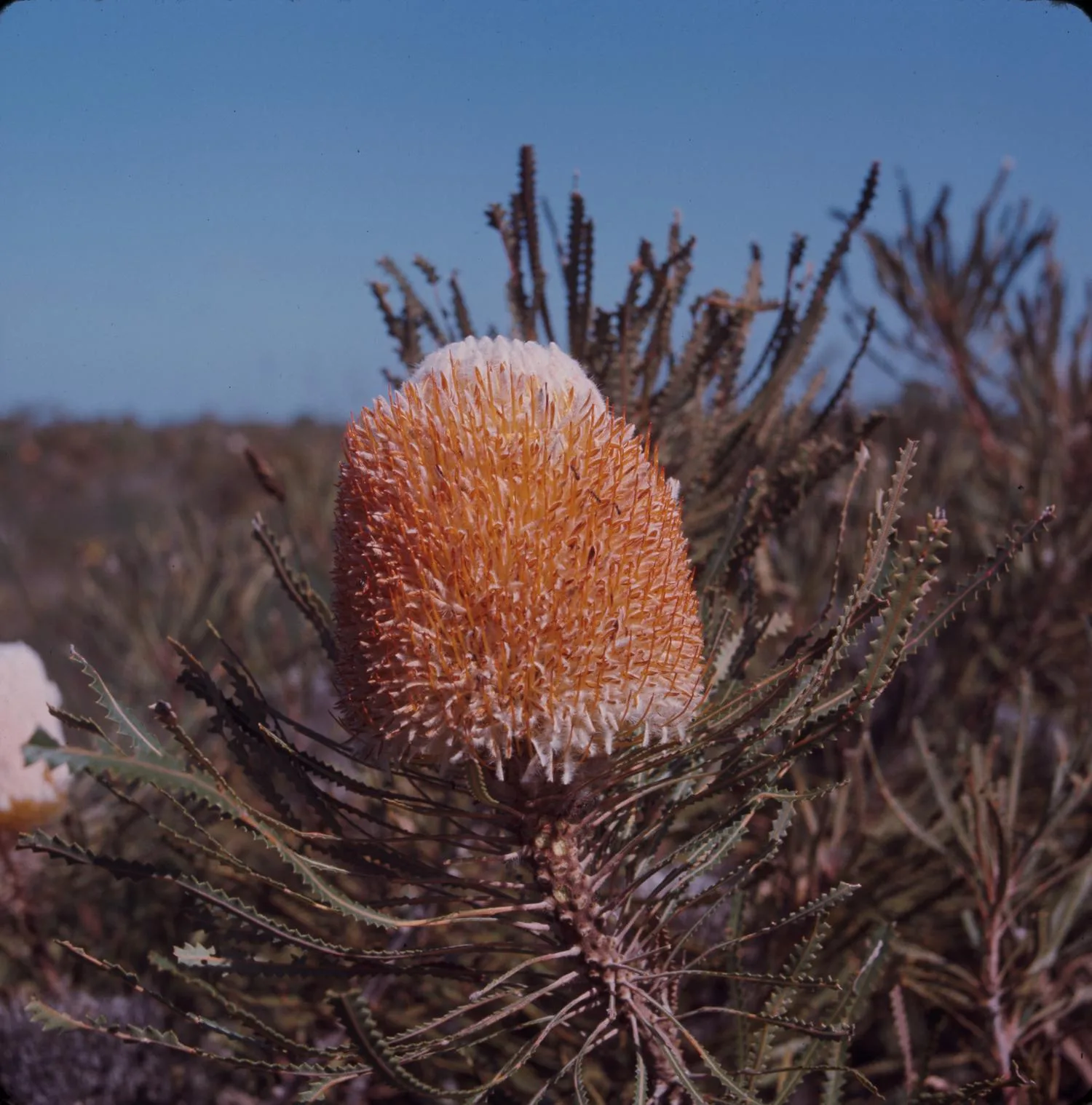 Banksia hookeriana