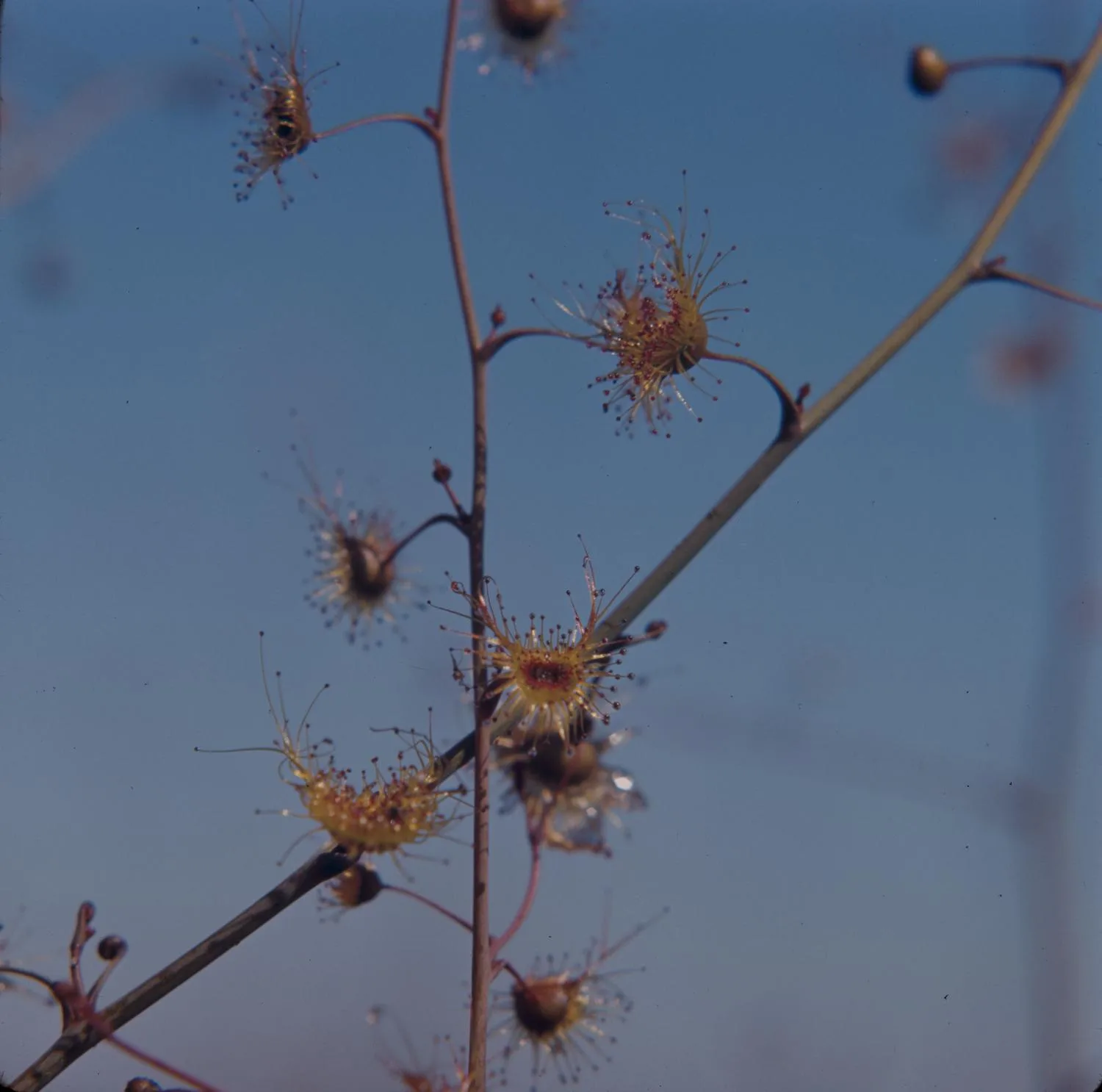 Drosera gigantea