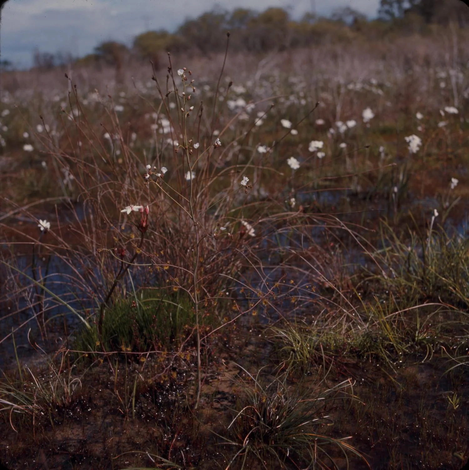 Drosera gigantea