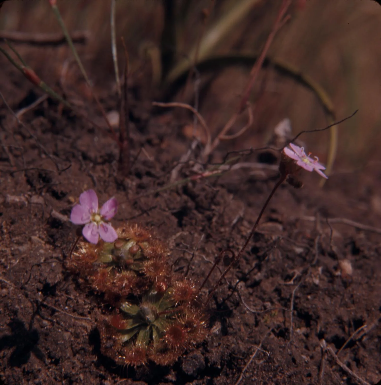 Drosera pulchella