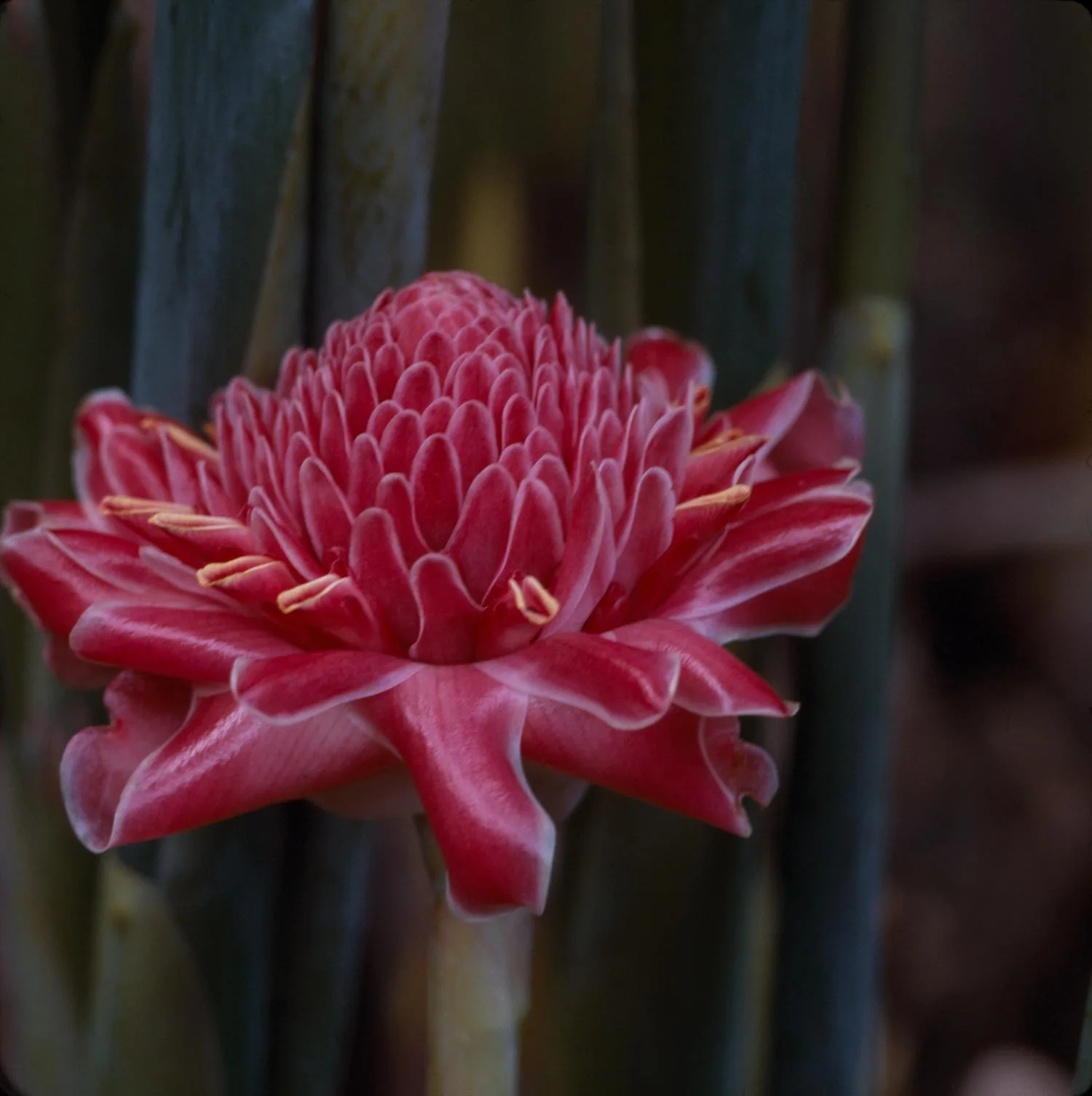 Etlingera elatior Pink