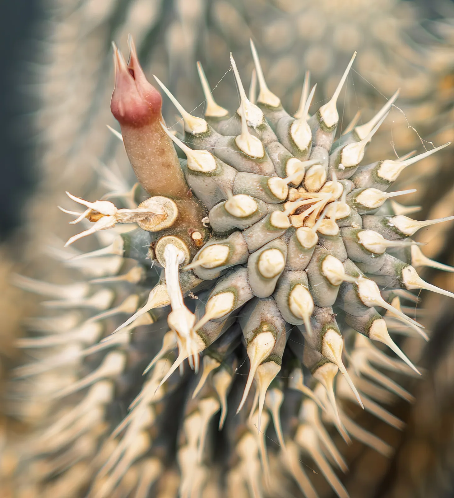 Hoodia macrantha