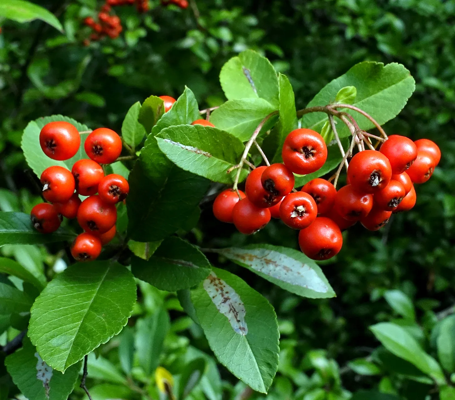 Pyracantha coccinea