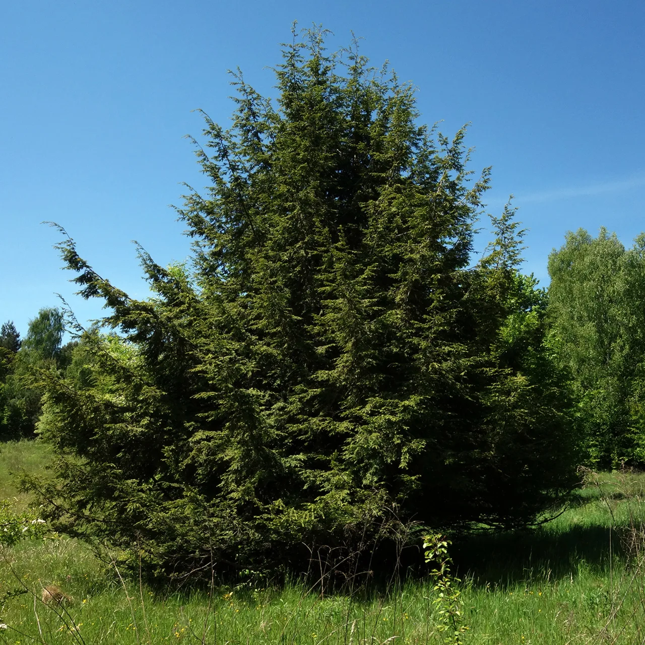 Tsuga canadensis