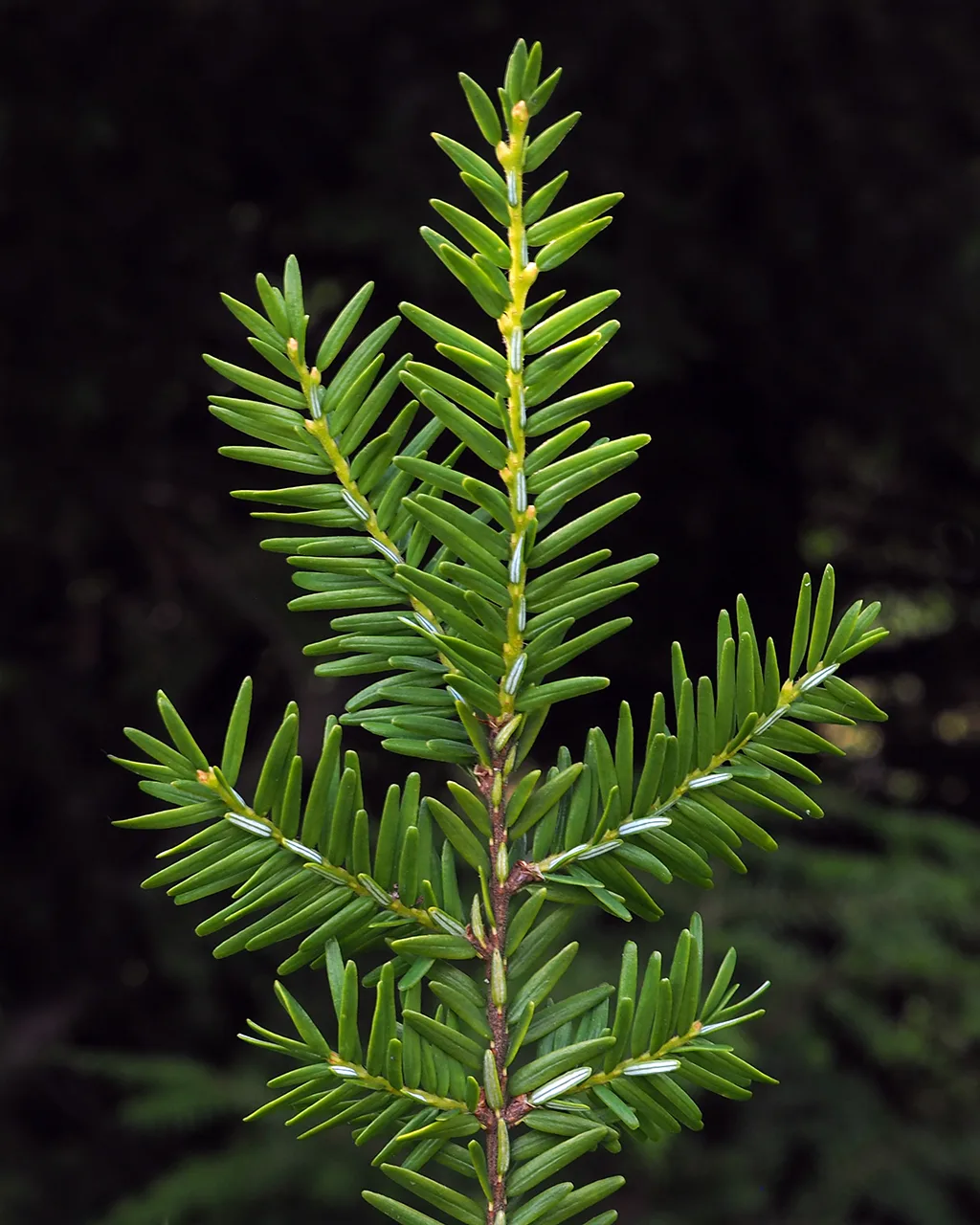 Tsuga canadensis