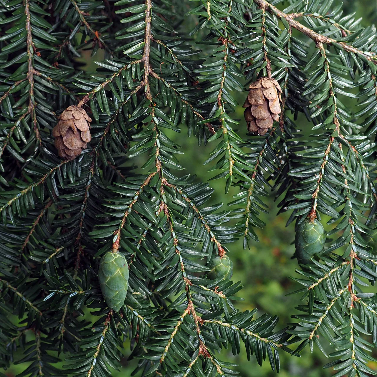Tsuga canadensis