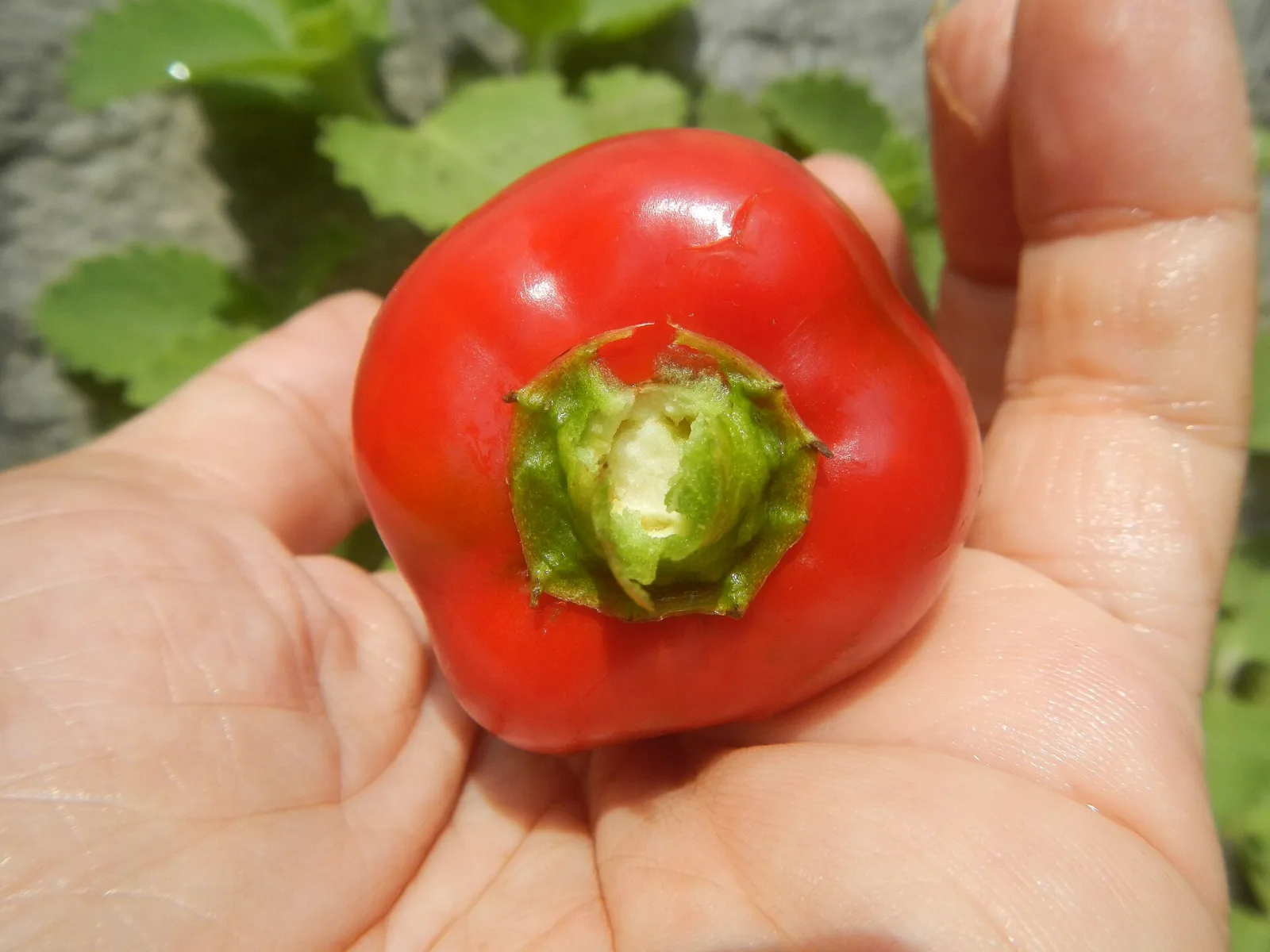 Fresno Chili