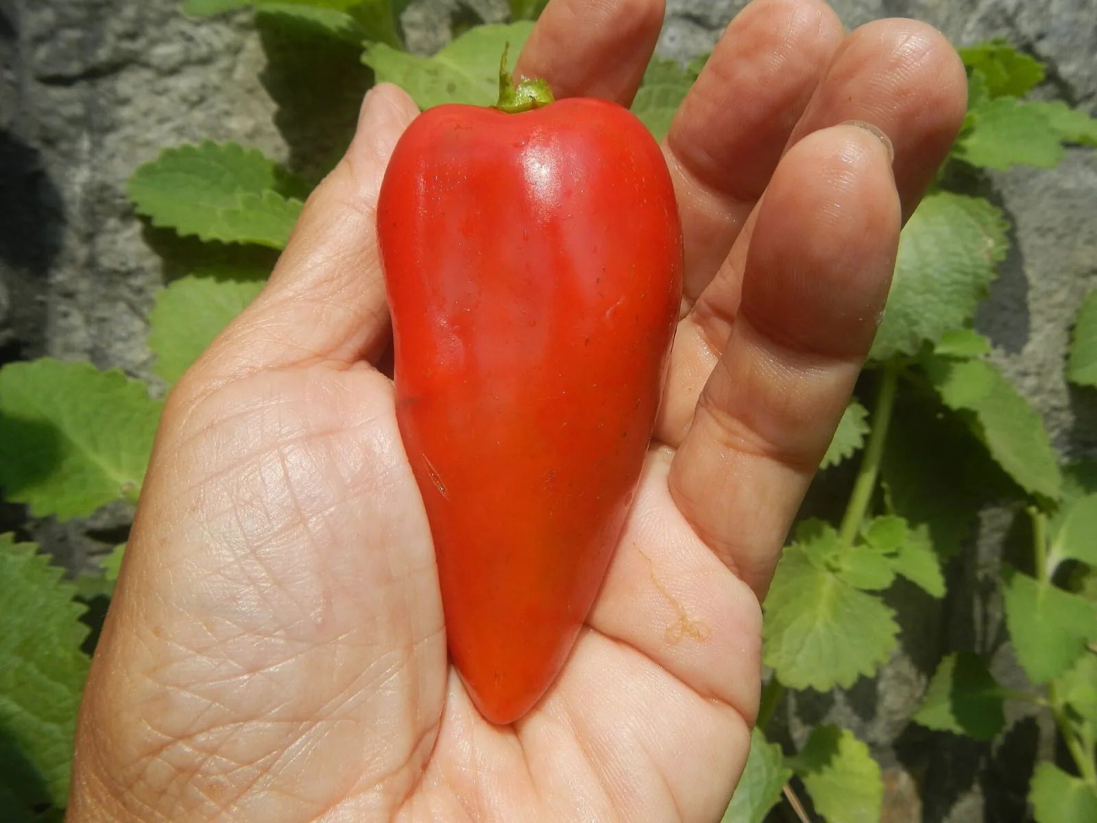 Fresno Chili