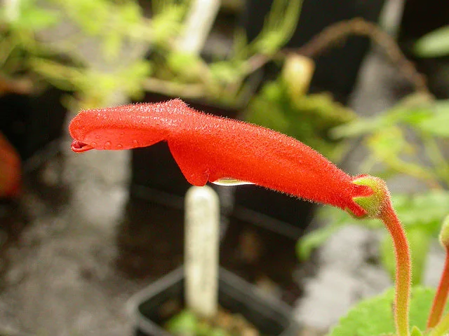 Sinningia magnifica